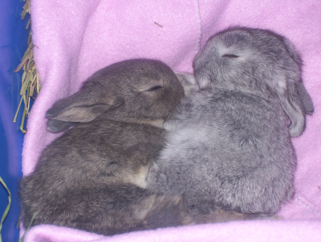 К чему снятся кролики во сне женщине. Спящие кролики. Два кролика.